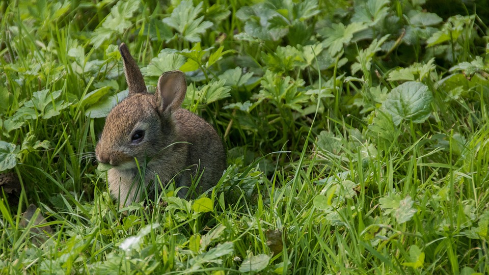 兔草地公园铸造城市绿色性质生物动物可爱草毛皮野兔子